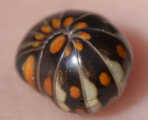Glomeris esterelana